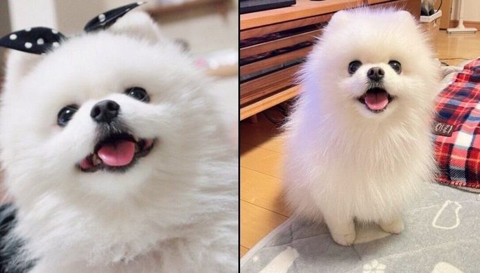 笑顔が可愛いコロンちゃん
