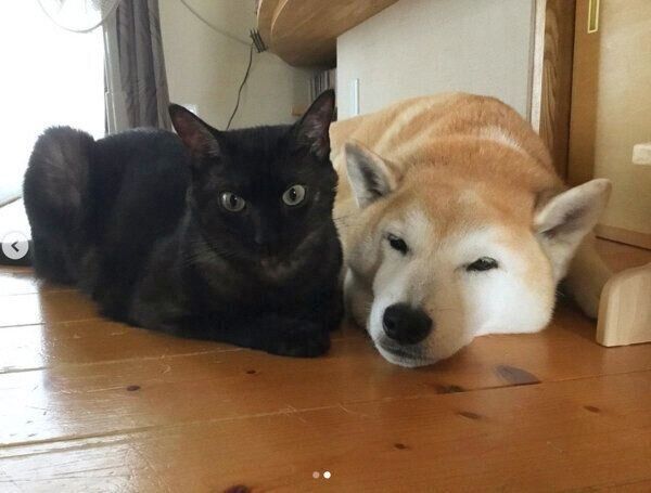 犬の蘭丸くんと猫のすずちゃん