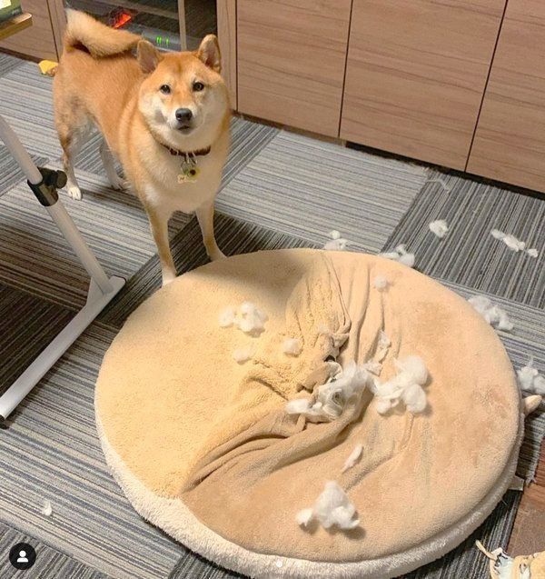 イタズラをする柴犬