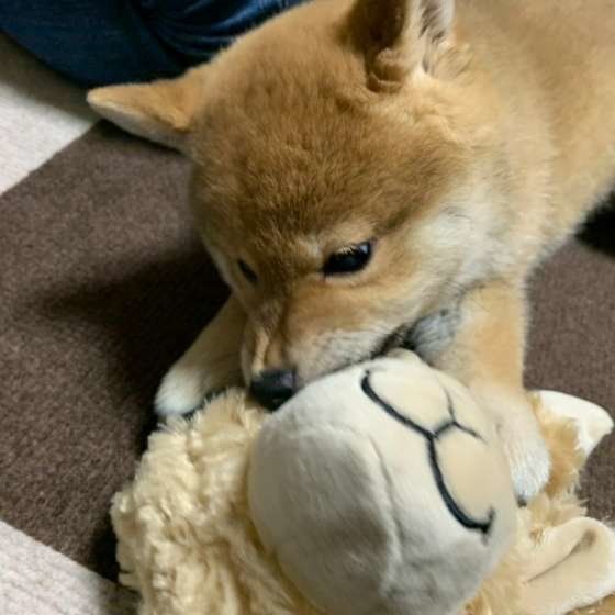 ボールで遊ぶ柴犬