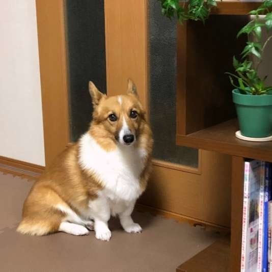 ご飯待ちのみかんちゃん