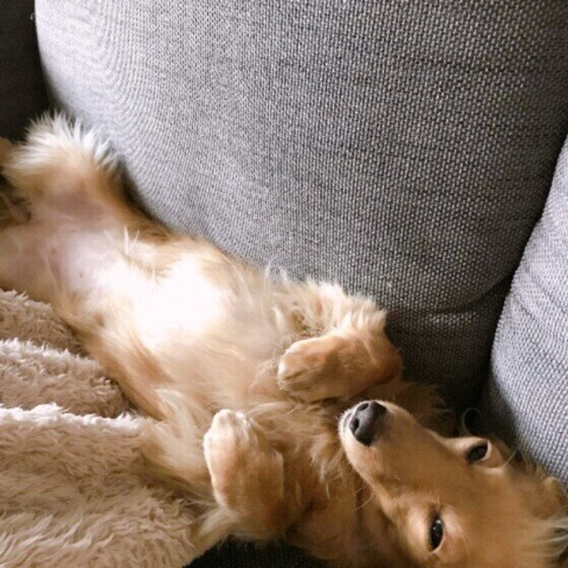 犬が挟まりたがるのはどうして かわいい画像集つきで解説 いぬのきもちweb Magazine 犬が挟まりたがるのはどうして かわいい画像集つきで解説 いぬのきもちweb Magazine