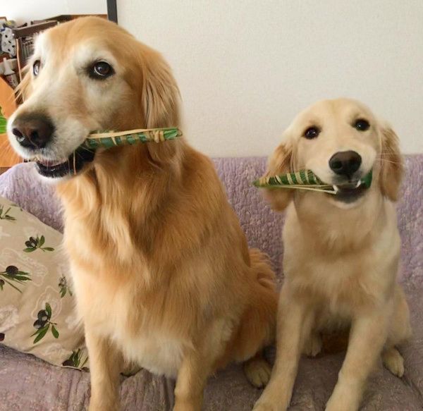 動きがシンクロするゴールデン・レトリーバー