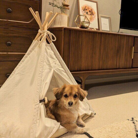 フローリング上での犬のケガはどのタイミングで起こりやすい？ いぬのきもち