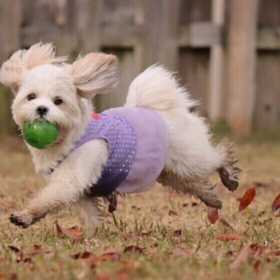 楽しそうなオモチちゃん