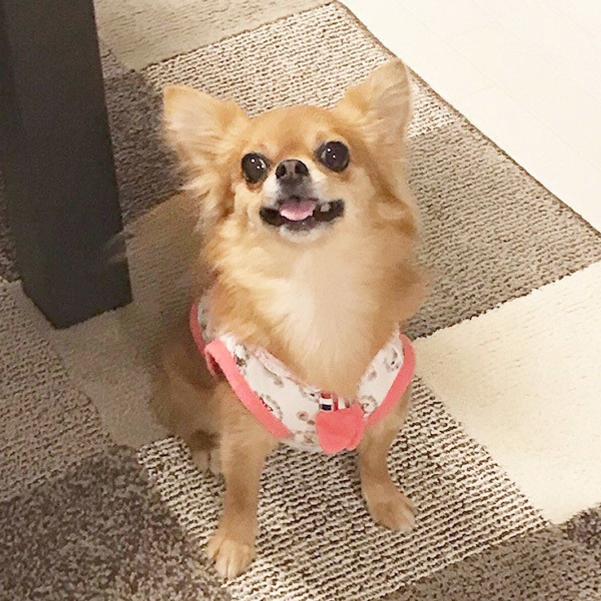 するならいつがベスト 女子犬の 避妊手術 の疑問5つを解説 いぬのきもちweb Magazine するならいつがベスト 女子犬の 避妊手術 の疑問5つを解説 いぬのきもちweb Magazine