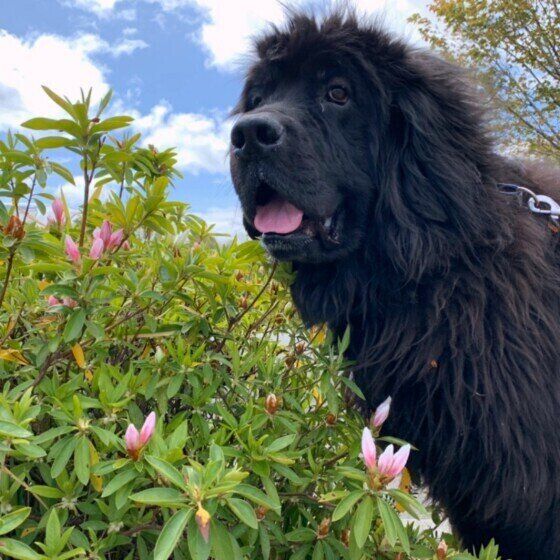 ニューファンドランドの蘭丸くん