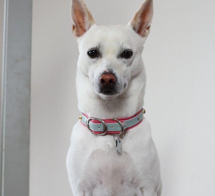 キリッとした表情をするすずちゃん