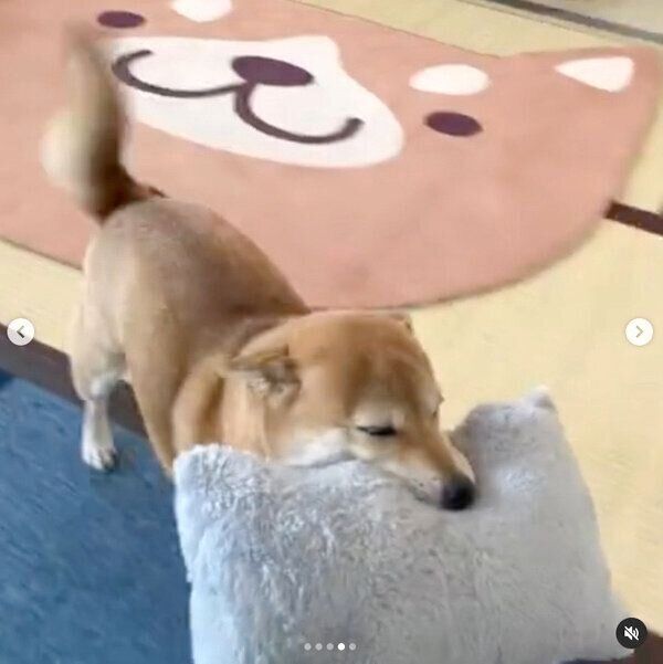 帰宅した飼い主さんを出迎えるももちゃん