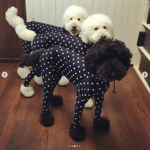 スタンダード・プードル3兄弟