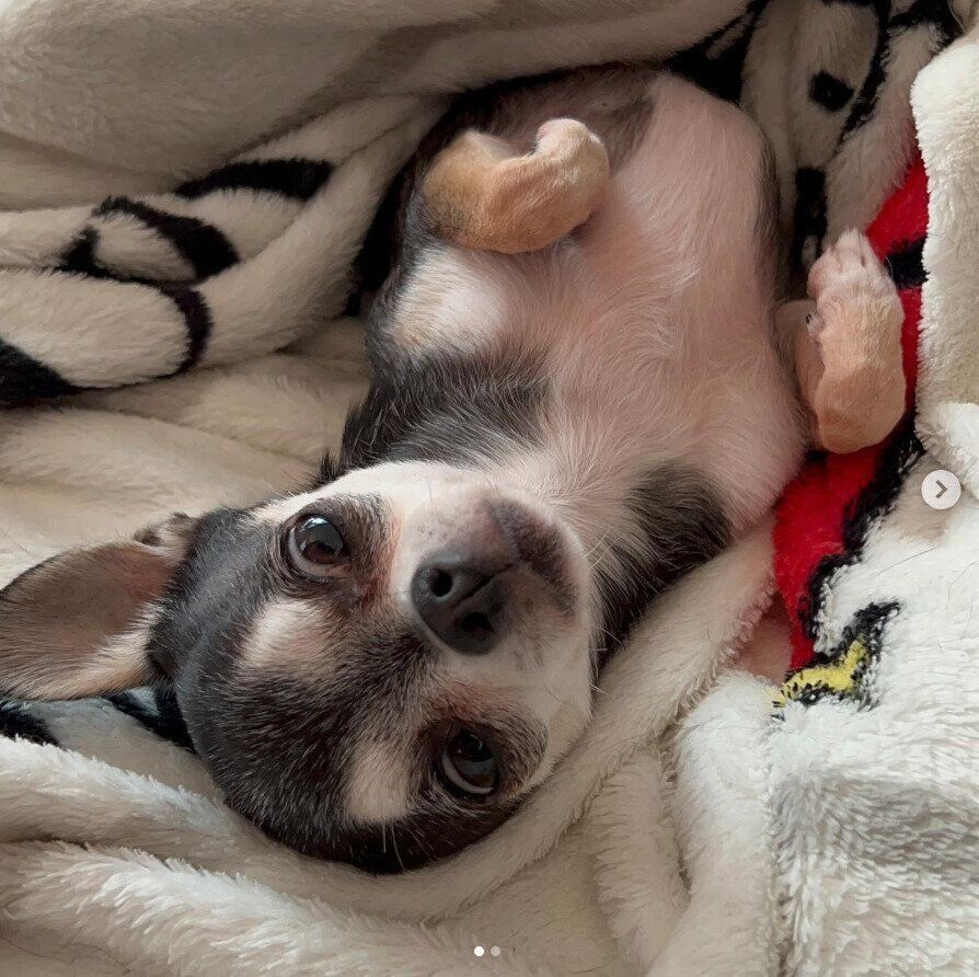 チョコたんちゃん（メス）