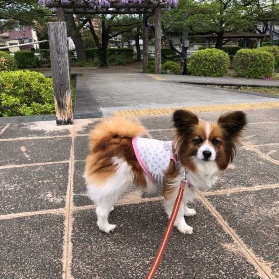 パピヨンのはなちゃん