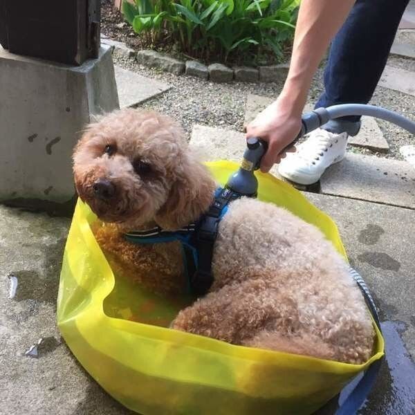 プールに入る犬