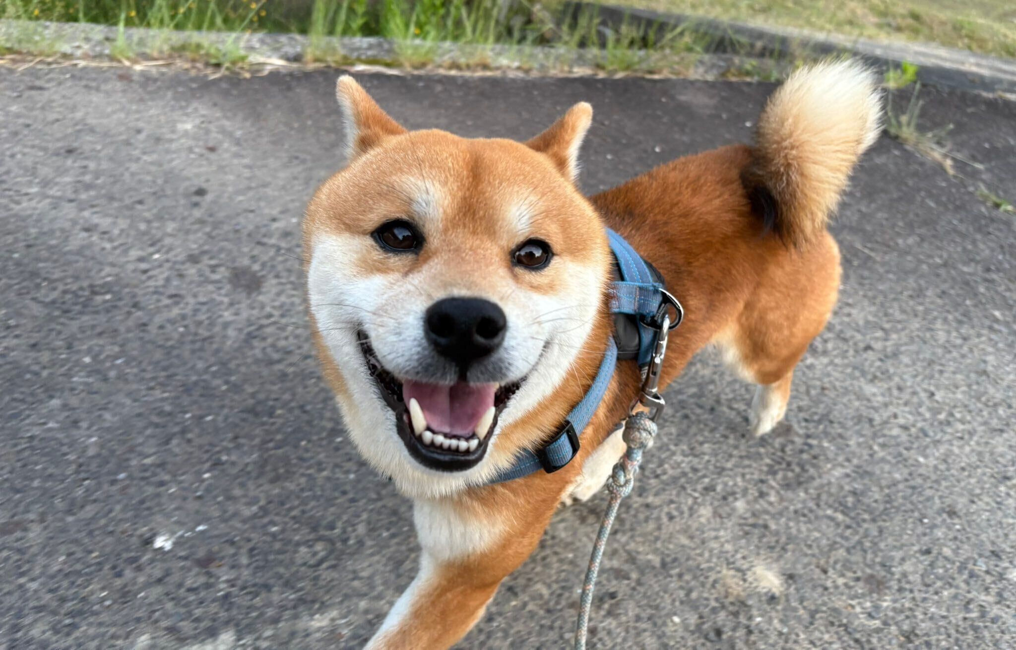 楽しそうに散歩をする福ちゃん。