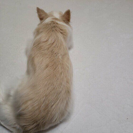 ボルト  チワワ  哀愁