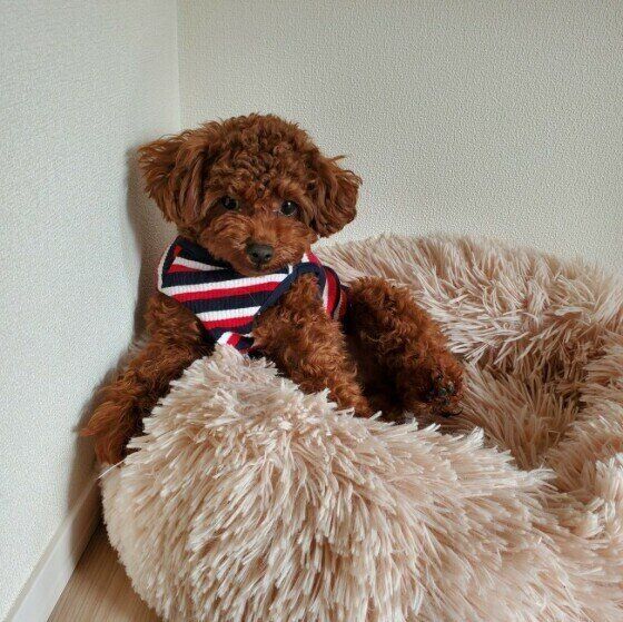 新居でよく鳴くようになったてんくん