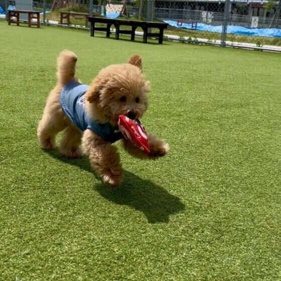 ドッグランで遊ぶワンちゃん