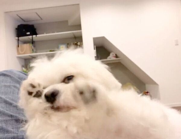 駄々をこねるわむうくん