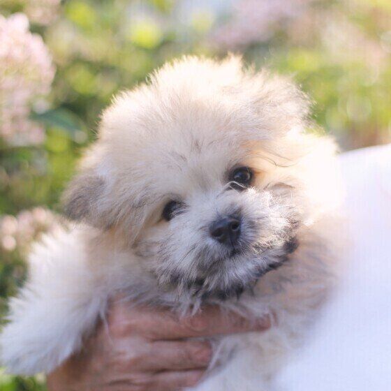 カメラ目線でかわいい犬