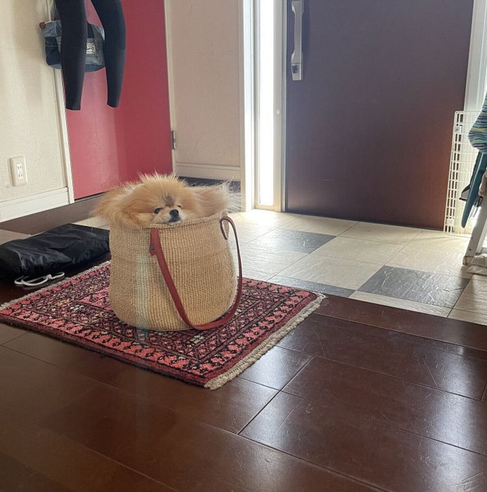 バックに入るココちゃん