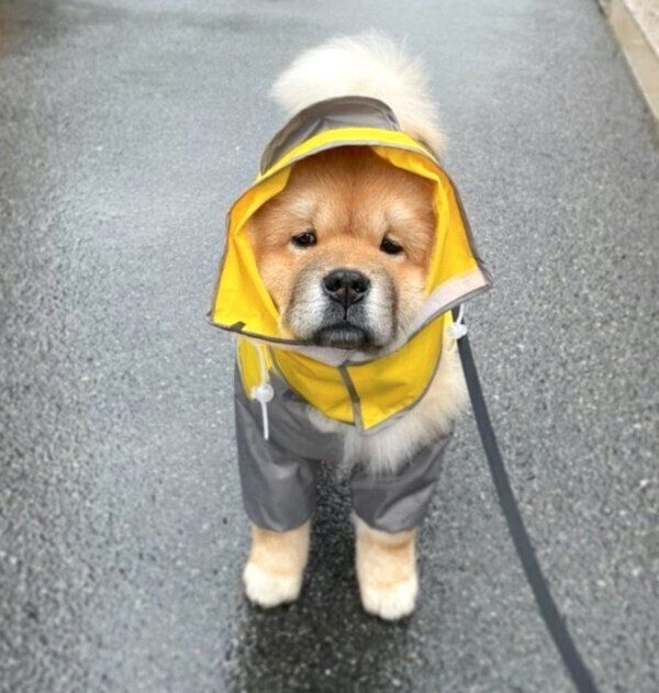 カッパを着てお散歩をするわたるくん