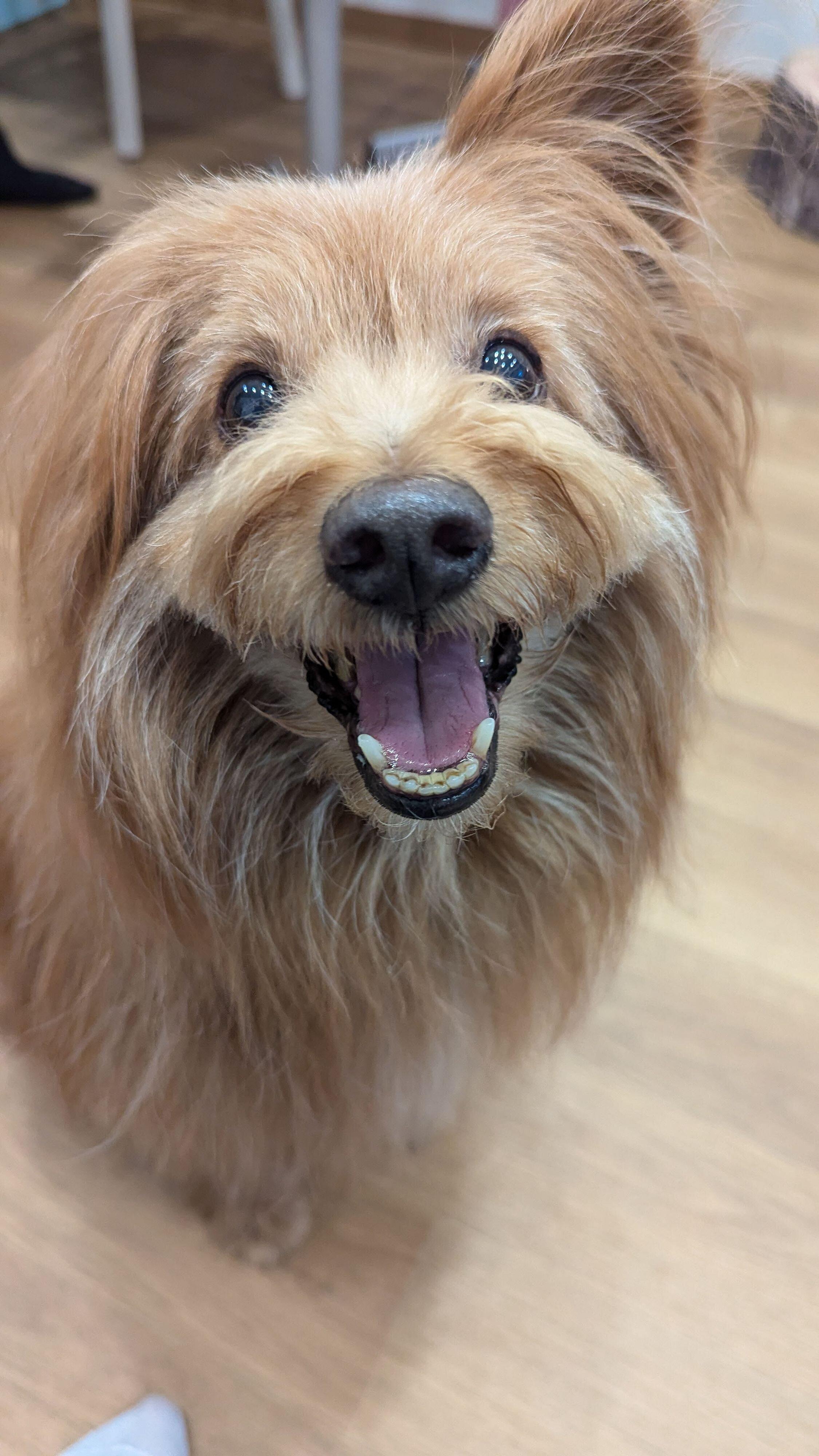 ニコニコ笑顔の犬の写真