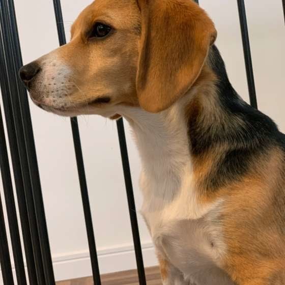 サークルに入るビーグル