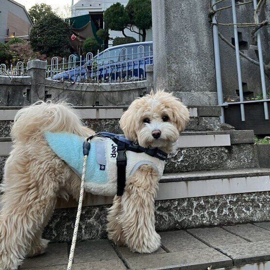 イタズラをすることもあるというきぬくん　飼い主さんは「まだまだ遊びたい盛りなんだな」と感じているそう