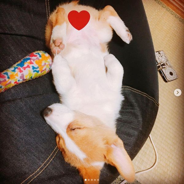 ソファで眠るコーギー
