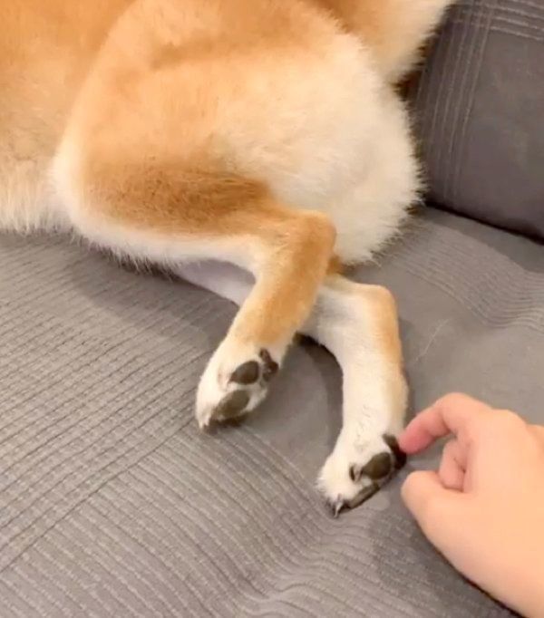 キックする柴犬