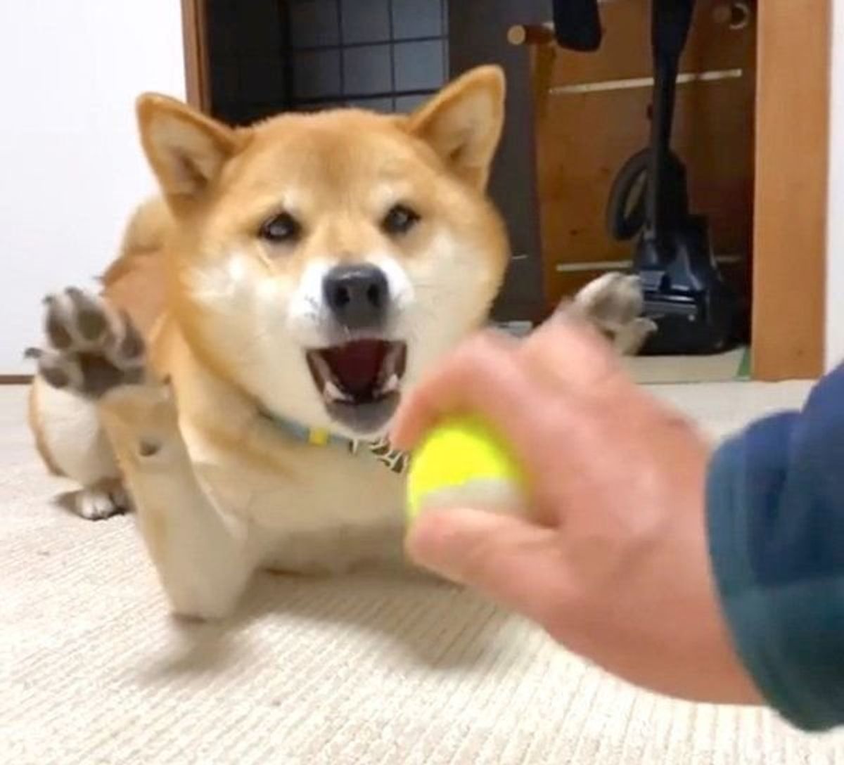 全力で おててばーん する柴犬 スローで見るとおもしろいことに いぬのきもちweb Magazine 全力で おててばーん する柴犬 スローで見るとおもしろいことに いぬのきもちweb Magazine