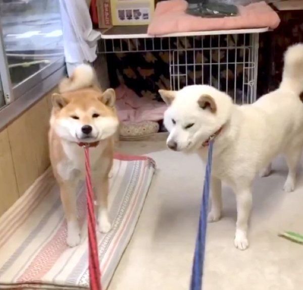 拒否柴をするみかんちゃんとQ太郎くん