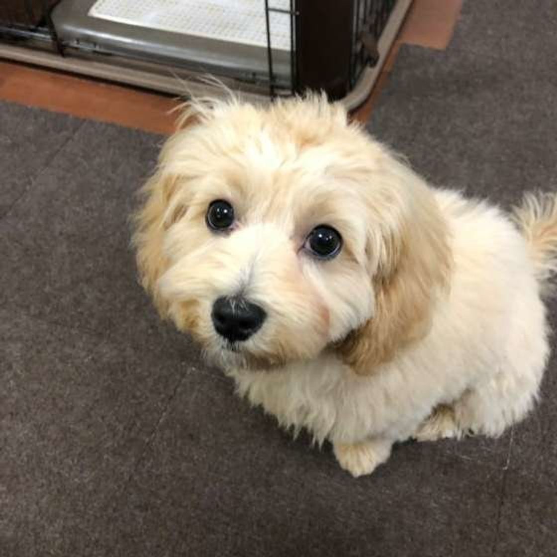 獣医師監修 犬にはちみつは与えてもいい 効果や量 注意点とは いぬのきもちweb Magazine 獣医師監修 犬にはちみつは与えてもいい 効果や量 注意点とは いぬのきもちweb Magazine