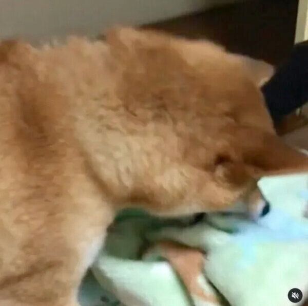 布団を運ぶ福くん