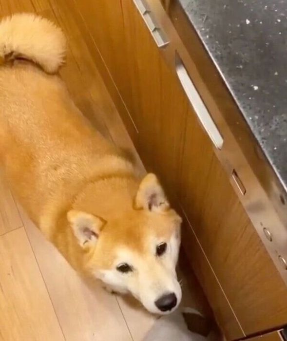 キッチンで「控えめにアピール」する梅助くん