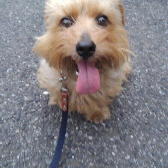 ノーフォーク・テリアのノンくん