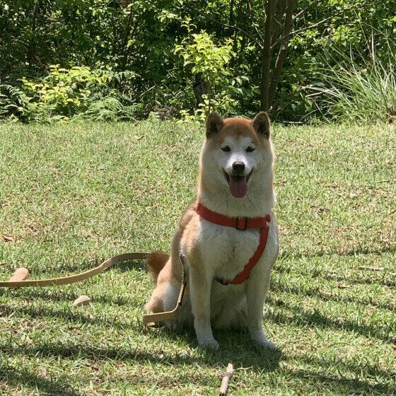 山を散策するまるちゃん