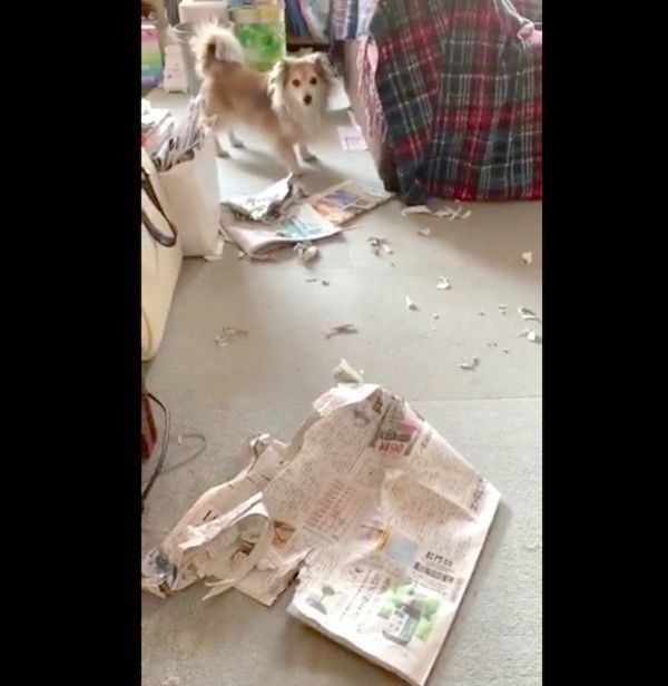 イタズラをしたモコナモドキくん