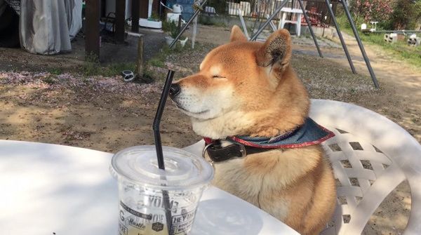 飼い主さんとお茶会をする柴犬