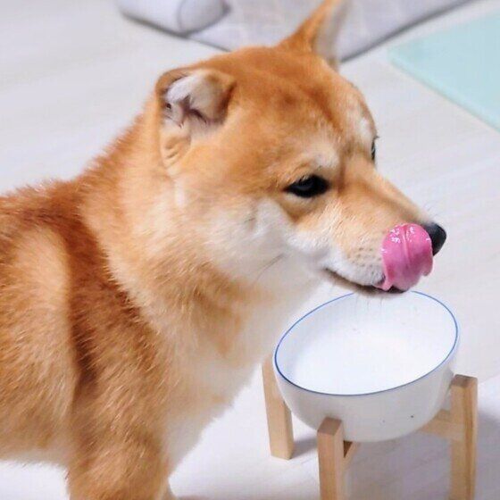 ゴハンを食べる柴犬