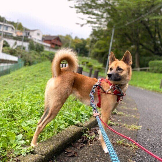 お散歩中の茶豆ちゃん