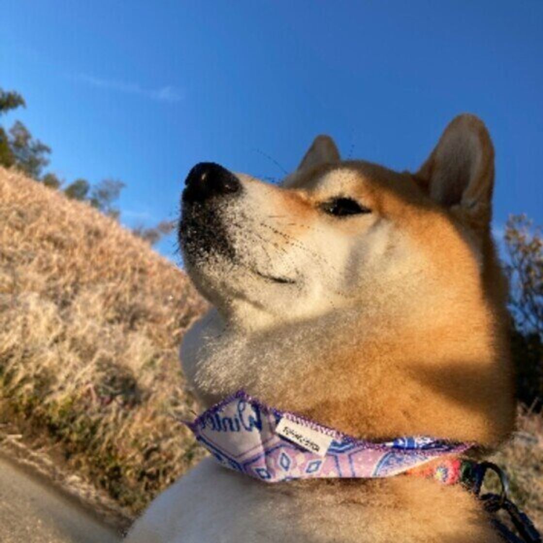 かわいそう が命の危険にも 犬をお留守番させる際に気をつけること いぬのきもちweb Magazine かわいそう が命の危険にも 犬をお留守番させる際に気をつけること いぬのきもちweb Magazine