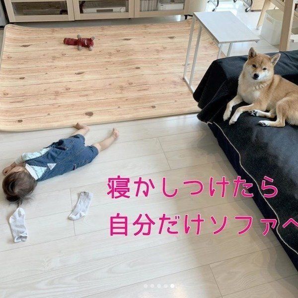 柴犬の寝かしつけ術