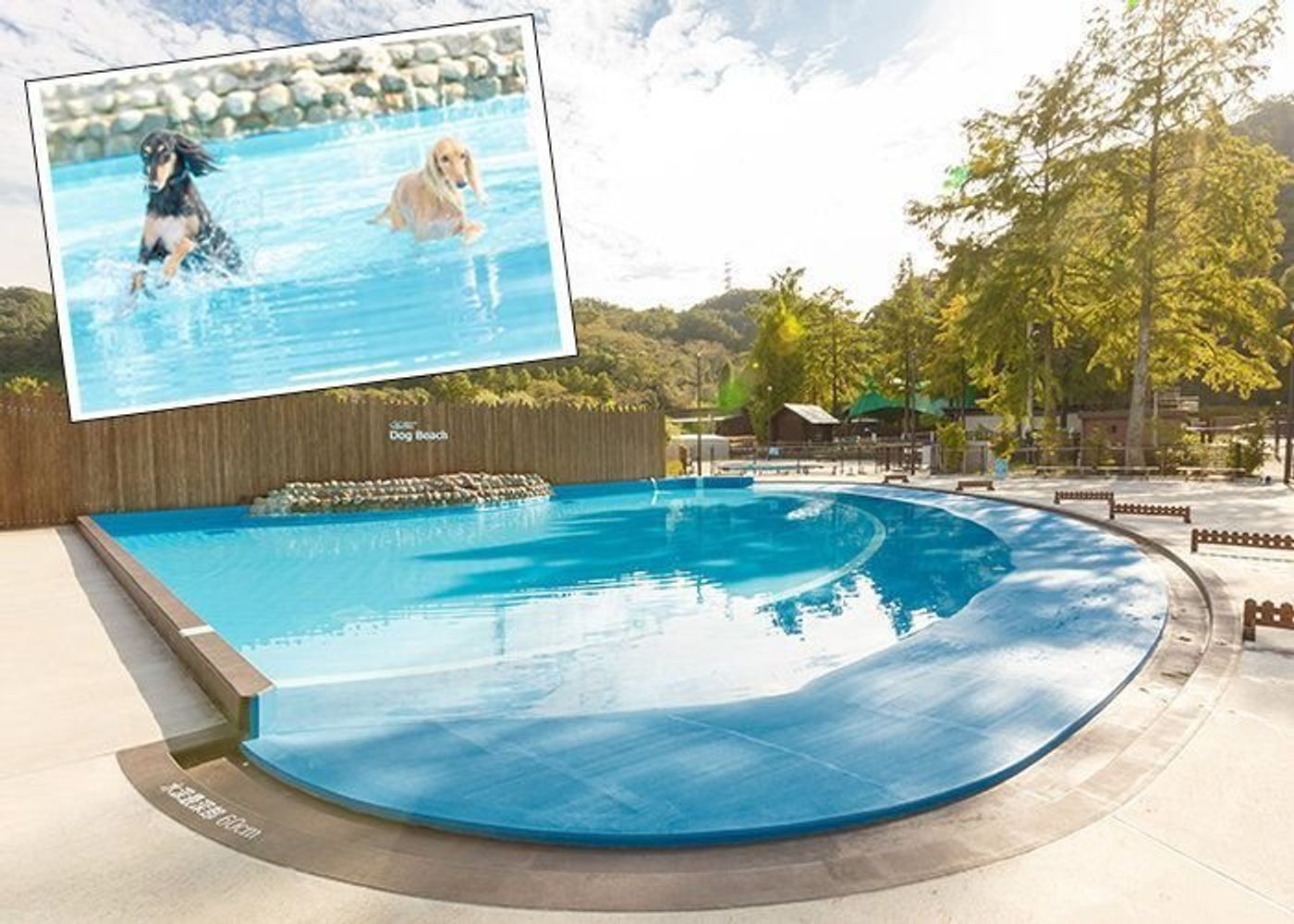 Pr 夏は夕方からが楽しい 昨年好評だったナイトドッグプールを今年も開催 いぬのきもちweb Magazine Pr 夏は夕方からが楽しい 昨年好評だったナイトドッグプールを今年も開催 いぬのきもちweb Magazine