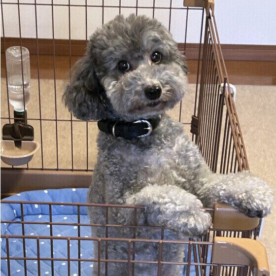 目をウルウルさせるトイ・プードル