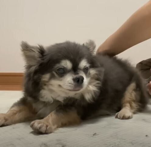 カットされるチワワ