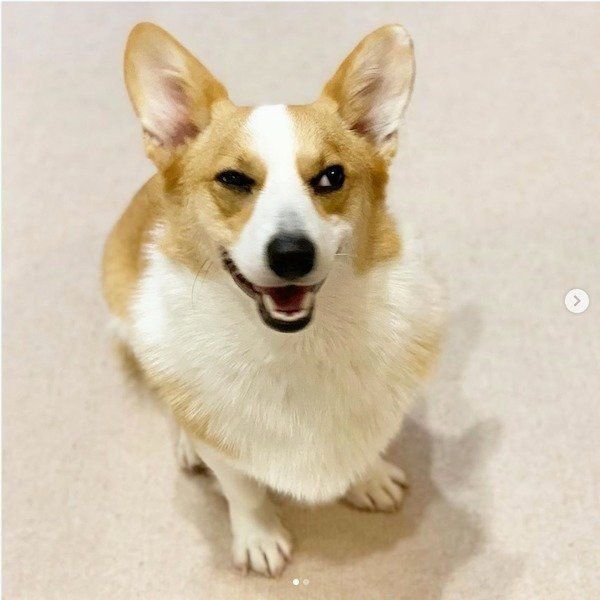 悪巧み顔のコーギー