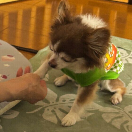 チワワ　よくできました