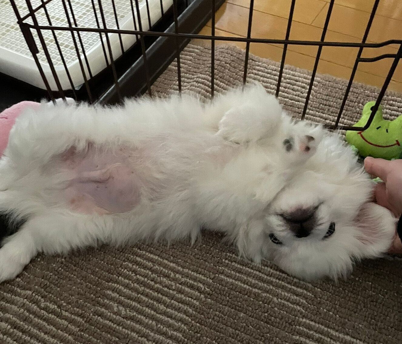 家に来て1週間くらいのしらたまくん