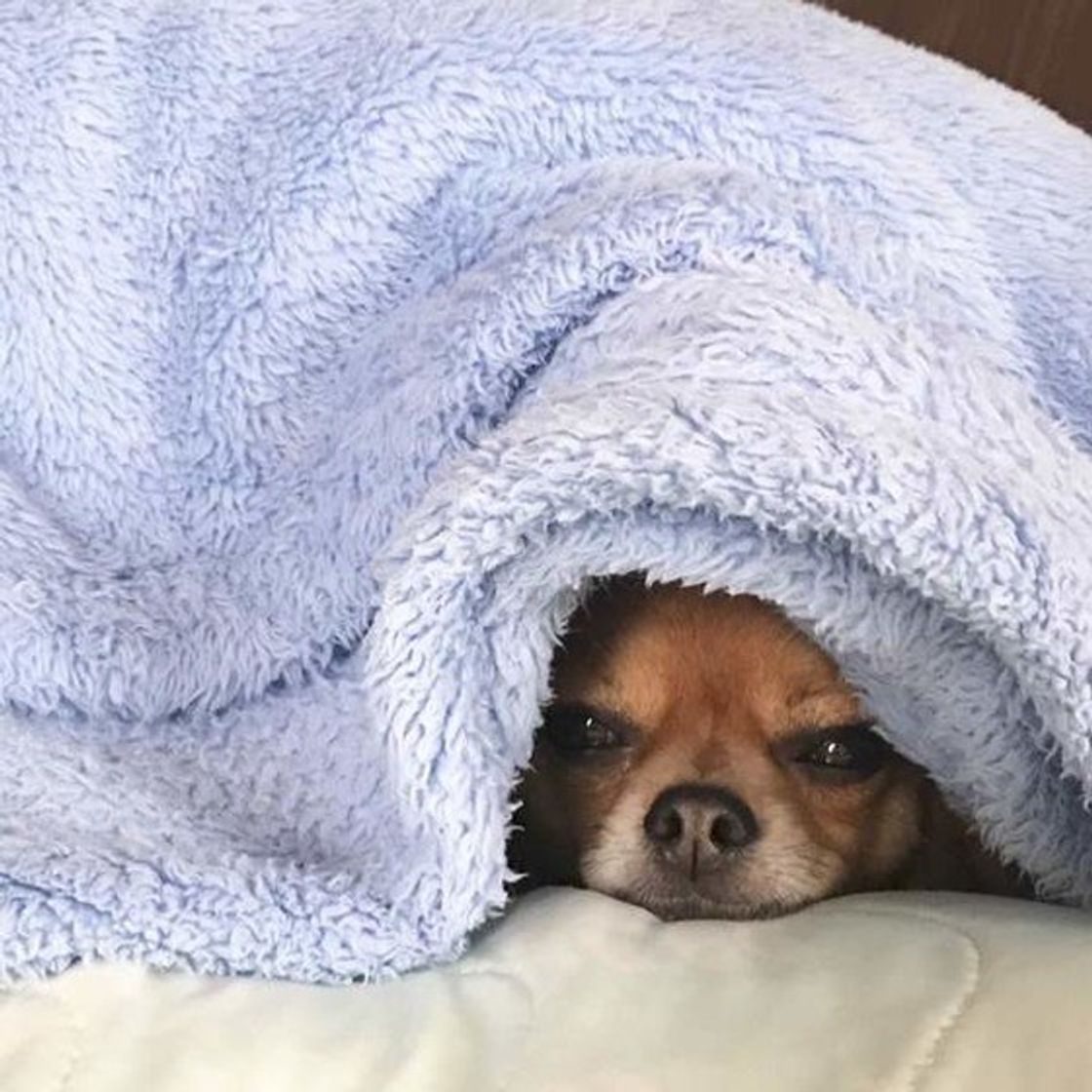 専門家が解説 犬がティッシュを食べる理由 異常のサイン の可能性も いぬのきもちweb Magazine 専門家が解説 犬がティッシュを食べる理由 異常のサイン の可能性も いぬのきもちweb Magazine